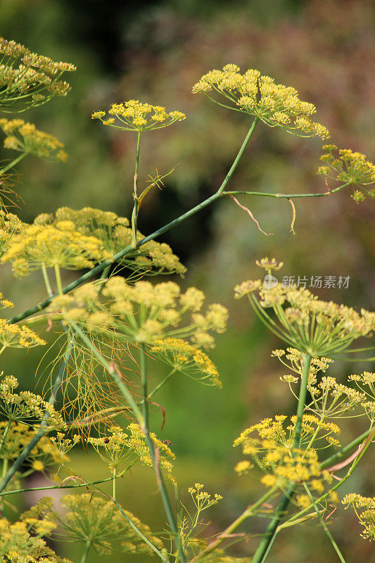 茴香花/种子的图像，茴香种子头，香草花园